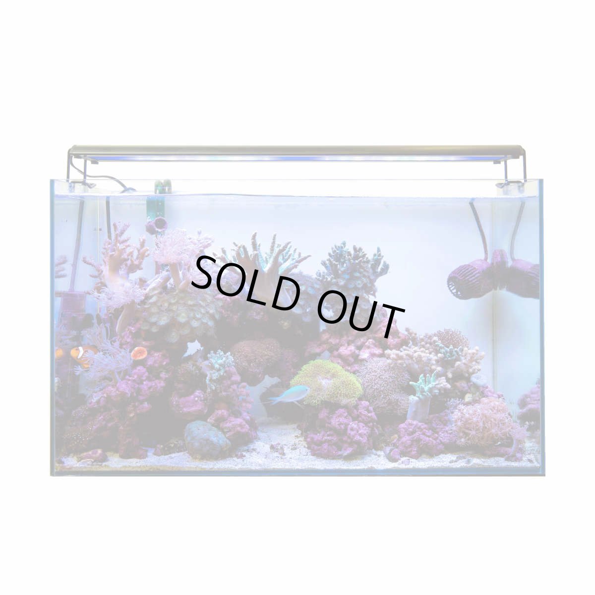 画像3: 訳アリ GrassyWing2 60 Marine (3)