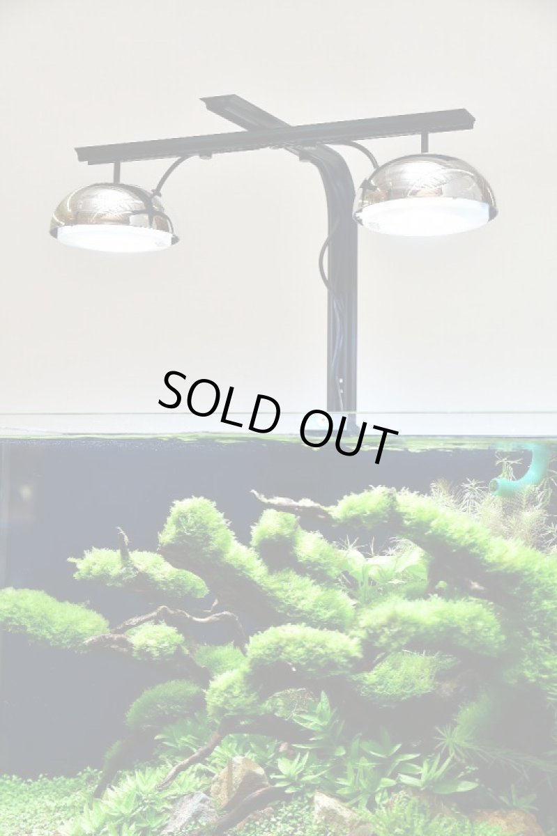 画像6: GrassySolar Fresh / フレッシュ (6)