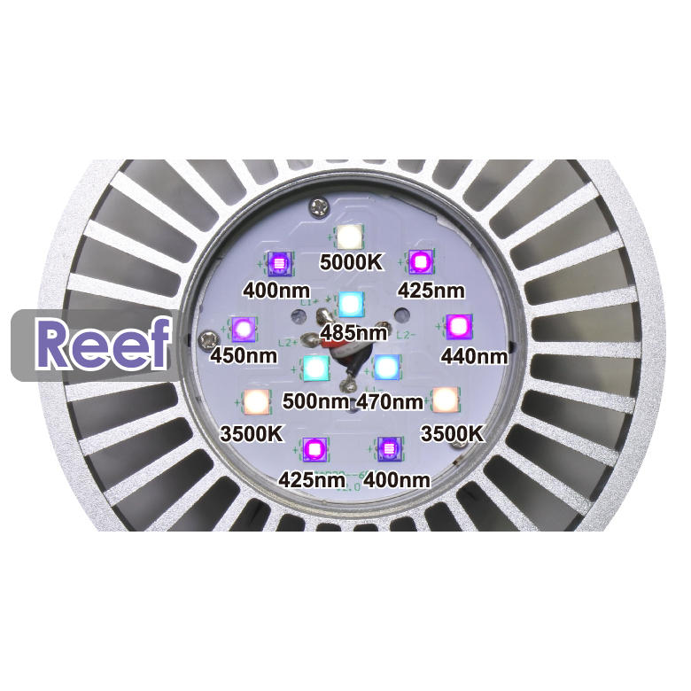 GrassyLeDioRX121s Reef/Silver - ボルクスジャパン ダイレクト